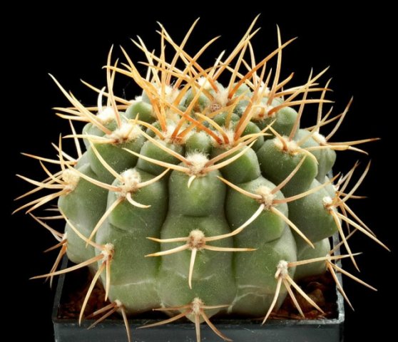 Gymnocalycium_hossei